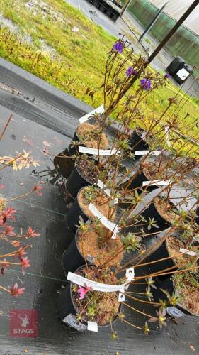 5 RHODODENDRON 'GLETSHERNACHT' SHRUBS