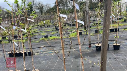 2 BETVLA ERMANII 'GRAYSWOOD GHOST'