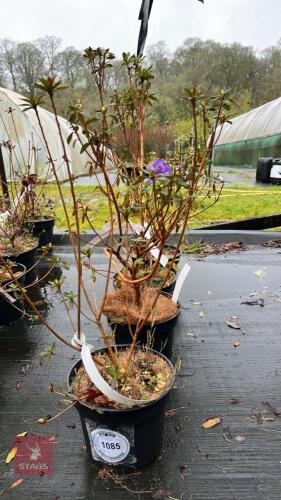 4 RHODODENDRON 'GLETSHERNACHT' SHRUBS