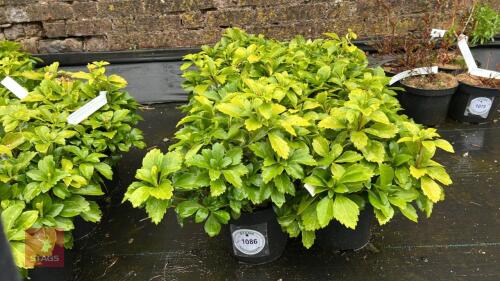 8 PACHYSANDRA TERMINALIS 'GREEN SHEEN'