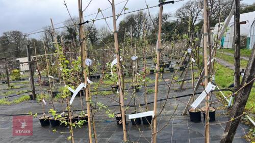 4 BETVLA ERMANII 'GRAYSWOOD HILL'