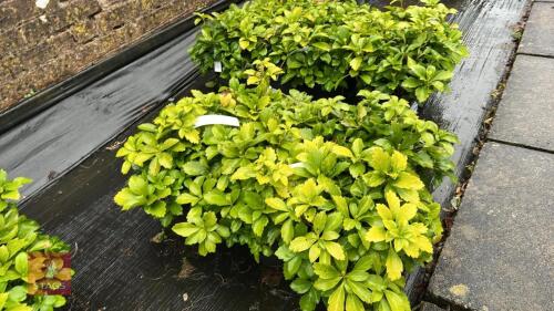 6 PACHYSANDRA TERMINALIS 'GREEN SHEEN'