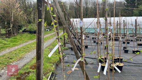 3 BETVLA ERMANII 'GRAYSWOOD HILL'
