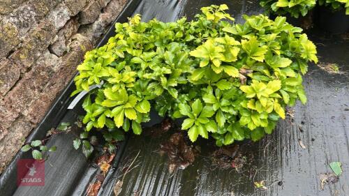 6 PACHYSANDRA TERMINALIS 'GREEN SHEEN'