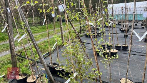 2 MIXED BETVLA TREES