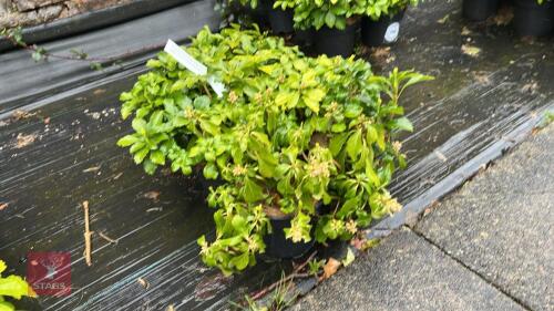 6 PACHYSANDRA TERMINALIS 'GREEN SHEEN'