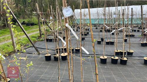 2 BETVLA TREES