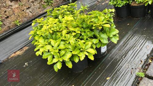 6 PACHYSANDRA TERMINALIS 'GREEN SHEEN'