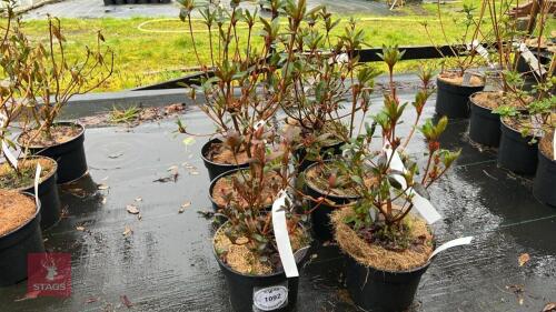 6 AZALEA EVERGREEN HYBRID 'ARABESK'