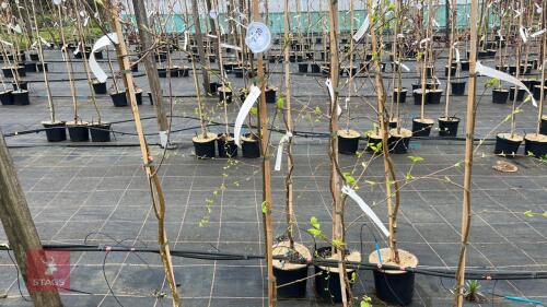 4 BETVLA TREES