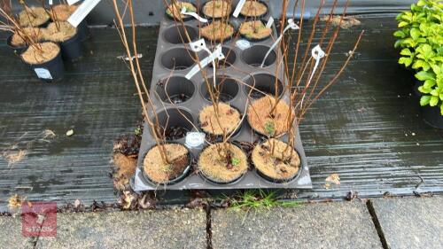 5 CLETHRA ALNIFOLIA SHRUBS