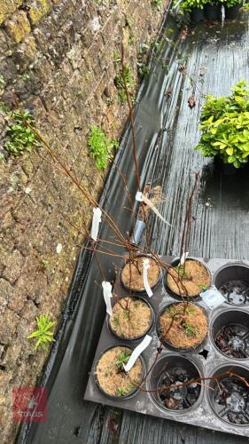 5 CLETHRA ALNIFOLIA SHRUBS