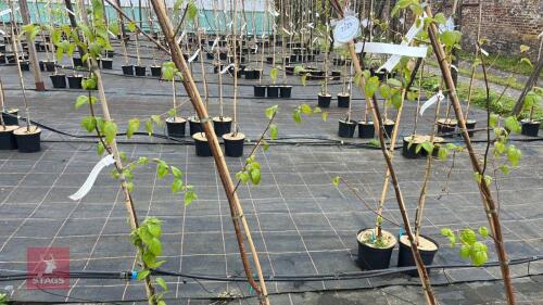 4 BETVLA ALBOSINENSIS 'KENNETH ASUBURNER