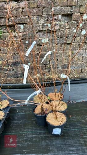 5 CLETHRA ALNIFOLIA SHRUBS