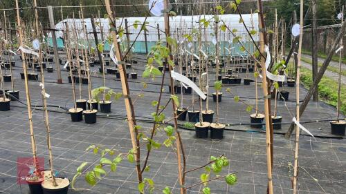 3 BETVLA ALBOSINENSIS 'KENNETH ASUBURNER