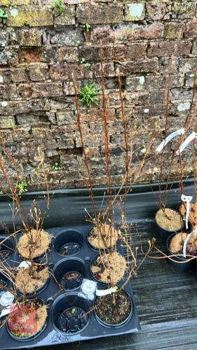 3 CLETHRA MIXED SHRUBS