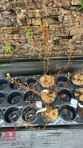 3 CLETHRA MIXED SHRUBS