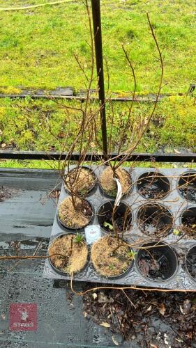 5 CLETHRA MIXED SHRUBS