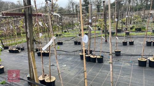 3 BETVLA UTILIS 'SNOW QUEEN'