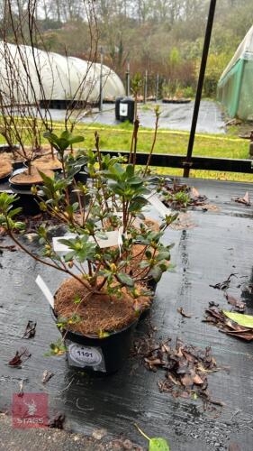 3 AZALEA EVERGREEN HYBRID 'KIRSTIN'