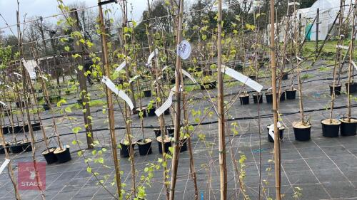 4 BETULA PUBESCENS MULI STEMMED