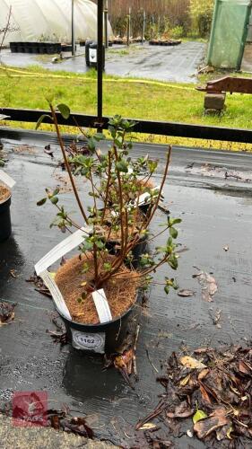 3 AZALEA EVERGREEN HYBRID 'KIRSTIN'