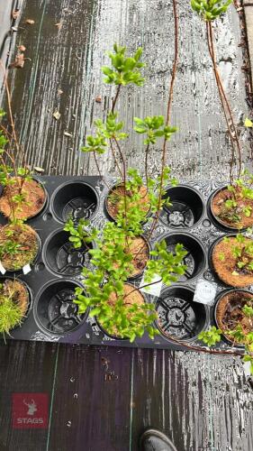 3 ENKIANTHUS CAMPANULATUS SHRUBS