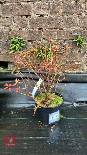 RHODODENDRAN DWARF 'PRINCESS ANNE'