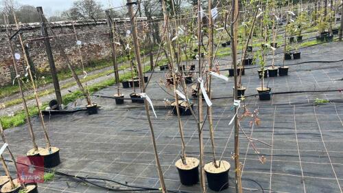 3 AMELANCHIER LAMARCKII 'SNOWFLAKE'