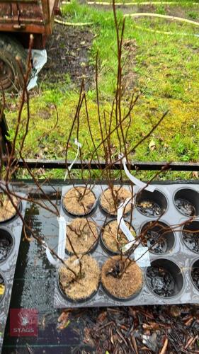 6 CLETHRA ALNIFOLIA SHRUBS