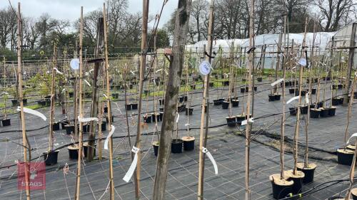 3 AMELANCHIER LAMARCKII 'SNOWFLAKE'