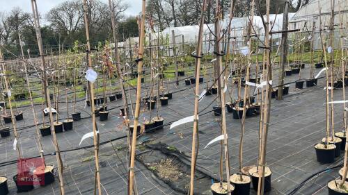 4 AMELANCHIER LAMARCKII 'SNOWFLAKE'