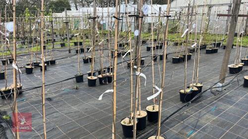 3 AMELANCHIER LAMARCKII