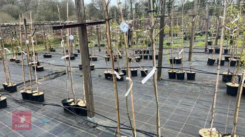 3 AMELANCHIER LAMARCKII