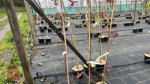 3 PRUNUS CERASIFERA 'SPRING GLOW'