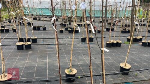 3 PRUNUS CERASIFERA