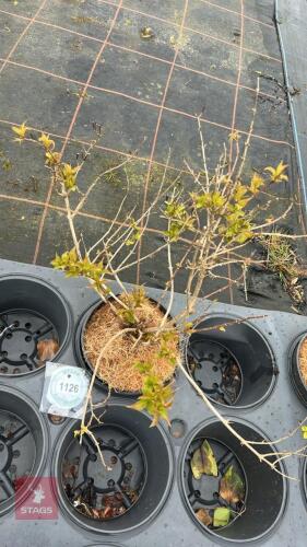 1 UNKNOWN SHRUBS
