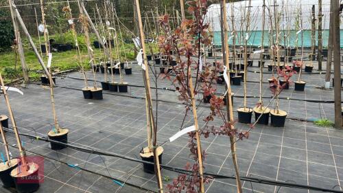 3 PRUNUS CERASIFERA 'TRAILBLAZER'