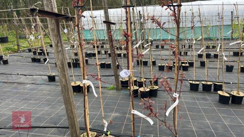 3 PRUNUS CERASIFERA 'TRAILBLAZER'