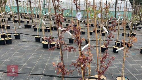 3 PRUNUS CERASIFERA 'TRAILBLAZER'