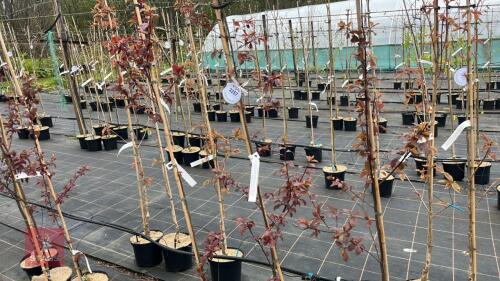3 PRUNUS CERASIFERA 'TRAILBLAZER'