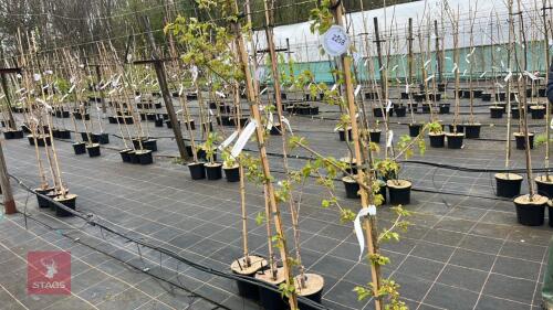 2 PRUNUS 'AMANOGAWA'