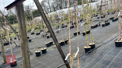 2 PRUNUS 'CHEALS WEEPING'