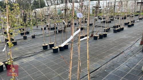 3 PRUNUS 'HALLE JOLIVETTO'