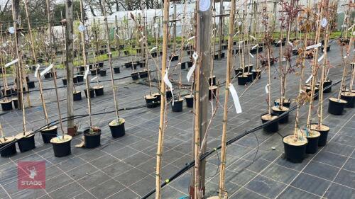 3 PRUNUS 'HALLE JOLIVETTO'
