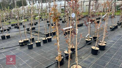 3 PRUNUS 'KANZAN'