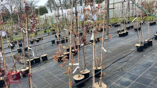 3 PRUNUS 'KANZAN'