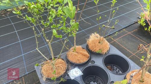 3 CORYLUS AVELLANA 'AUREA'