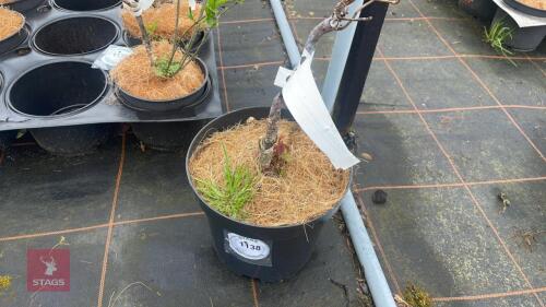 1 CORYLUS AVELLA 'CONTORA RED MAJESTIC'