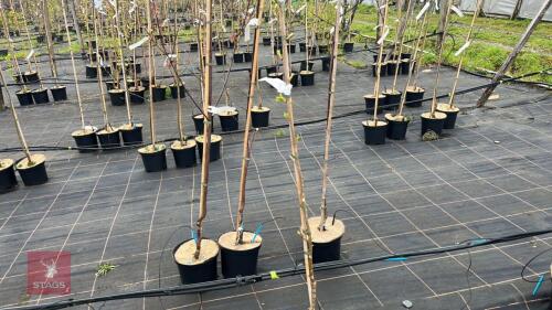 1 PRUNUS 'SHOGETSU'